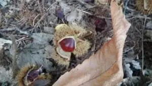 ægte kastanje (Castanea sativa) spise kastanje
