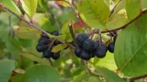 aronia