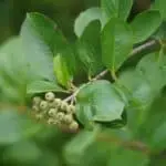 Aronia