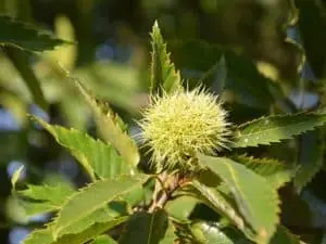 Ægte kastanje (Castanea sativa)