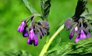 Et nærbillede af en frodig kulsukkerplante i en dansk have, hvor de karakteristiske klokkeformede blomster i lilla og blålige nuancer hænger i tætte klaser.