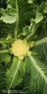 Flerårig blomkål 'Nine star'