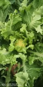 Flerårig blomkål 'Nine star'