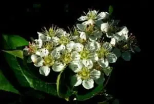Aronia