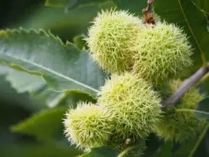 Ægte kastanje (Castanea sativa)