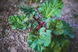 Rabarber 'Viktoria' (Rheum rhabarbarum)