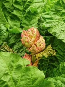 Rabarber 'Viktoria' (Rheum rhabarbarum)
