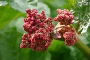 Rabarber 'Viktoria' (Rheum rhabarbarum)