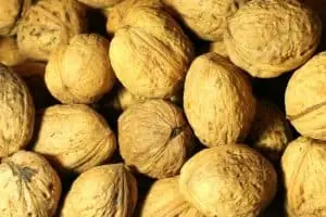 walnut
