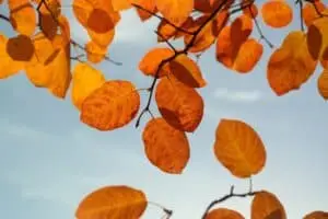 leaves