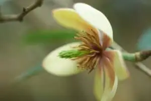 Kinesisk magnolia vin Schisandra chinensis