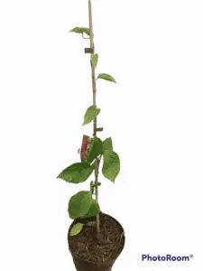 Schisandra chinensis Kinesisk magnolia vin