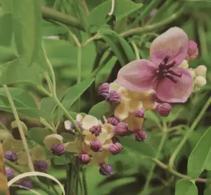 Akebia quinata