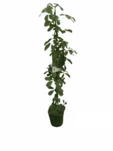 Akebia silver bells chokoladeranke alba