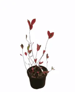 Aronia surbær