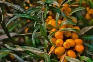 sea buckthorn