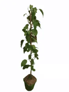 Stikkelsbærkiwi/minikiwi Issai (Actinidia arguta) Selvbestøvende