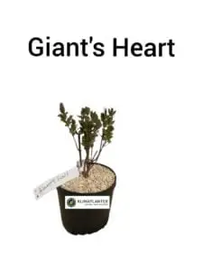 Giant's Heart honningbær (Lonicera caerulea)