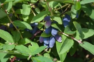 Honningbær majbær haskap blue treasure