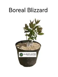 Boreal Blizzard