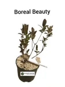 Boreal Beauty