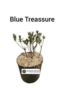 Blue Treasure honningbær (Lonicera caerulea)