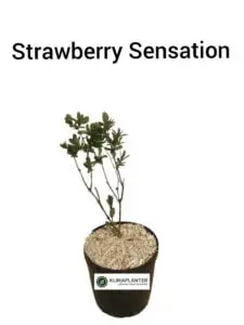 Strawberry Sensation honningbær (Lonicera caerulea)
