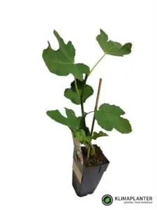 'Boskoop Glory' Vindrue