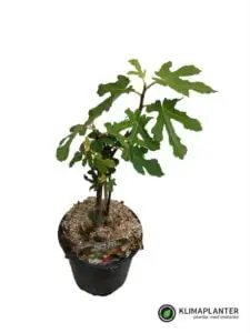 'Boskoop Glory' Vindrue