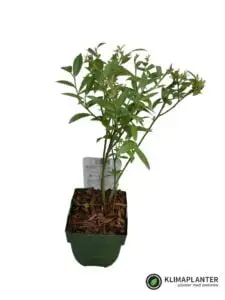 'Boskoop Glory' Vindrue