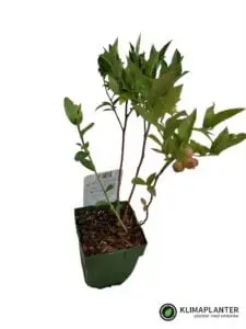 'Boskoop Glory' Vindrue
