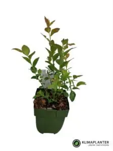 'Boskoop Glory' Vindrue
