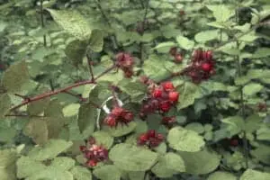 Wine Raspberry berries