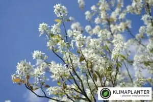 Bærmispel Amelanchier lamarckii 3-8meter høj. Om foråret blomstrer de prangende, duftende blomster i klynger.