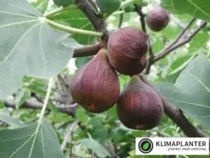 figner, frugter, hårdføre figner til dansk klima Figen ‘Brown Turkey’ (Ficus carica)