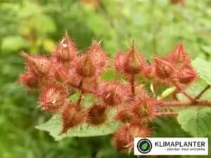 Japansk vinbrombær (Rubus phoenicolasius)
