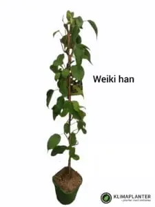 Stikkelsbærkiwi weiki (Actinidia arguta) minikiwi Han kiwi
