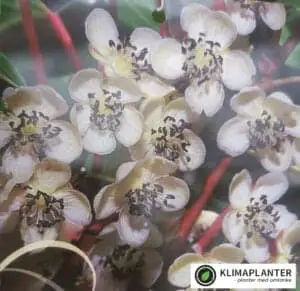 https://staging1789823896.klimaplanter.dk/product/stikkelsbaerkiwi-weiki-han/ let skinnende blade med røde blade. Denne sort holder frost op til –30C. Beskæring foretages bedst sidst på efteråret eller vinteren (før vegetationsperioden)