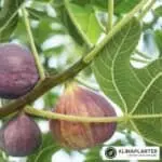 dværgfigner, store saftige figner https://staging1789823896.klimaplanter.dk/product/fign-little-miss-figgy/ Figen 'Little Miss Figgy' (Ficus carica)