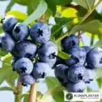 Sorten Brigitta blue laver store mørkeblå bær, bærrene er aromatiske og smager dejligt. højt udbytte https://staging1789823896.klimaplanter.dk/product/blaabaer-brigitta-blue/