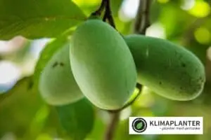 asimina triloba overleese