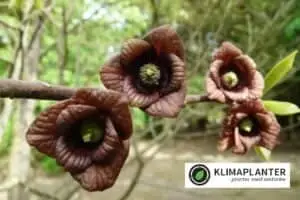 asimina triloba flower