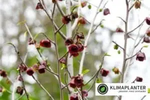 asimina triloba flower