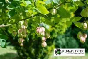 Blærenød Staphylea pinnata