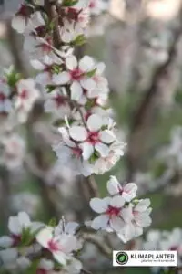 Boskoop Glory' Vindrue