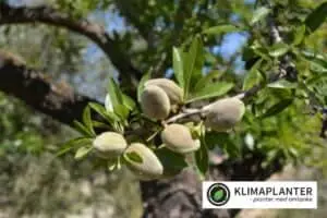 mandeltræer med mandler på Sødmandel 'Robijn' Prunus dulcis