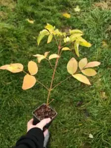 Blærenød Staphylea pinnata