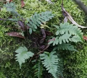 Engelsød (Polypodium vulgare)