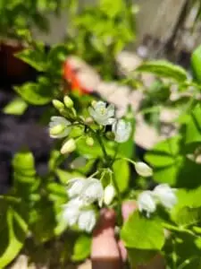 'Boskoop Glory' Vindrue
