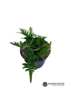 Engelsød (Polypodium vulgare)